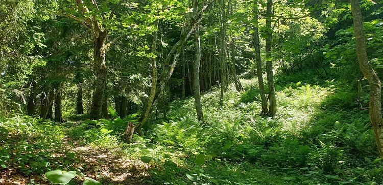 Weg im Wald während des Aufstiegs