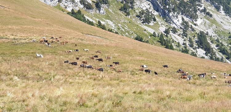 Un patou surveille les montons au col de Rosannaz