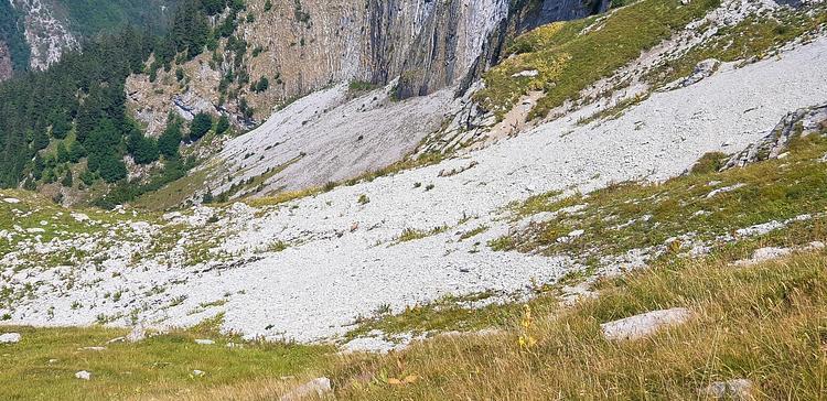 Quelques chamois lors de la descente du Pécloz