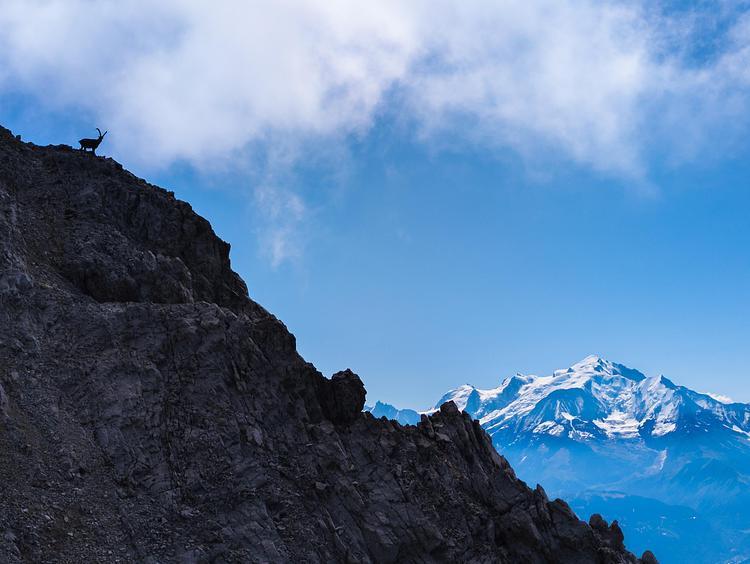 Uno stambecco vicino alla cima che ammira il panorama