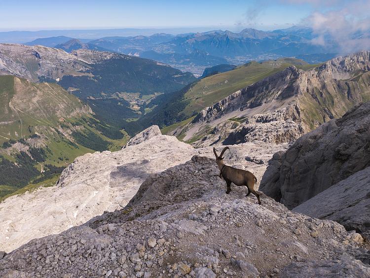 Un altro stambecco in cima alla montagna