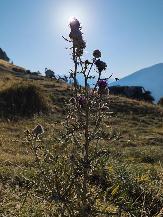 La montée dans les champs
