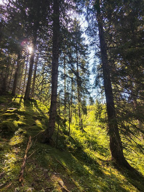 Erster Teil des Weges in den Bäumen