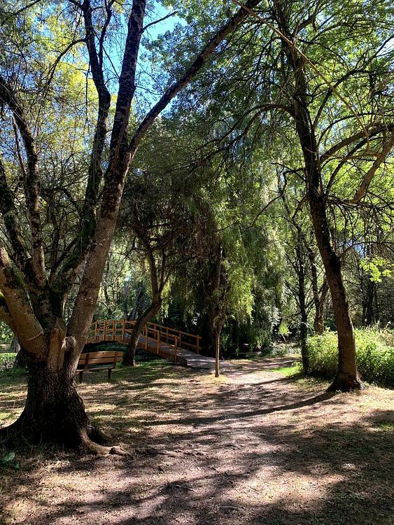 Passerelle après le saule pleureur