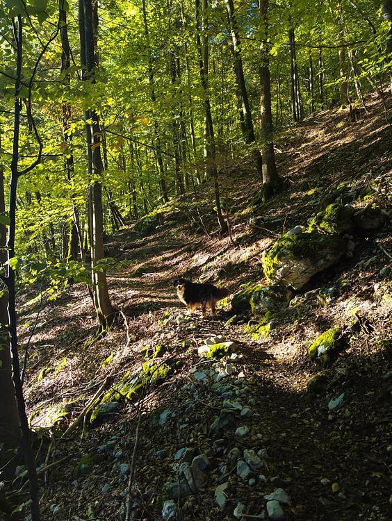 The start of the climb through the woods
