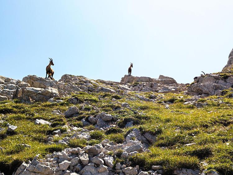 De nombreux chamois sont visibles autour de la première Sœur