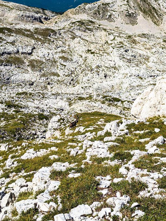 Bouquetins et chamois dessous la première Sœur