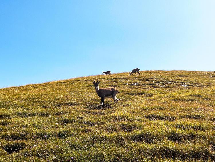 Des chamois nous accueil au sommet