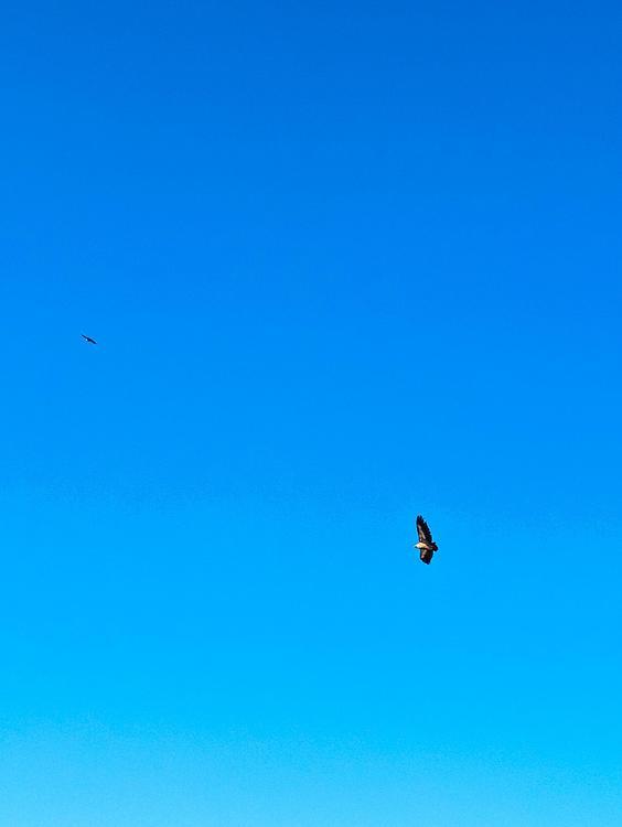 Les aigles fauves en groupe