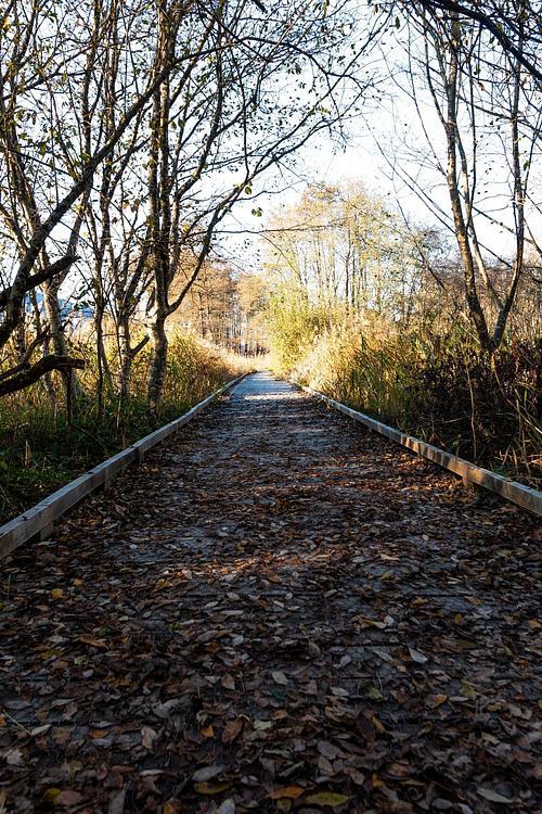 Le passage dans la zone marécageuse