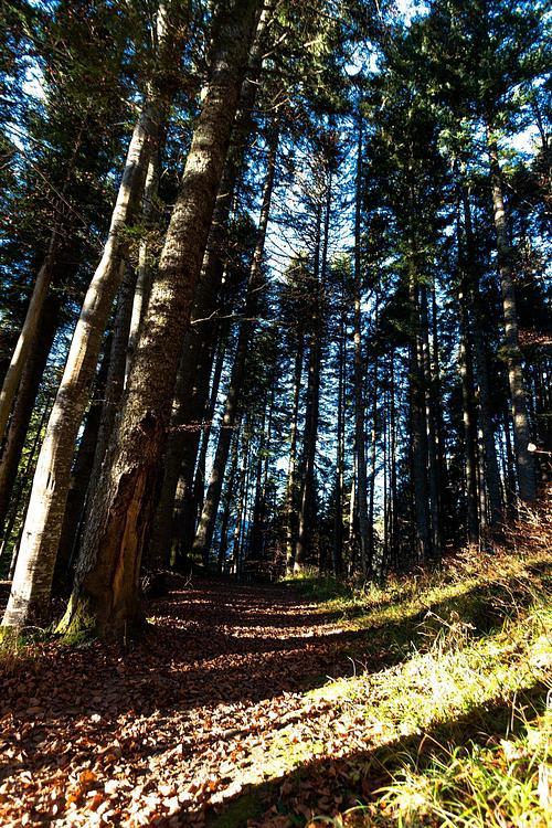Le retour par la forêt