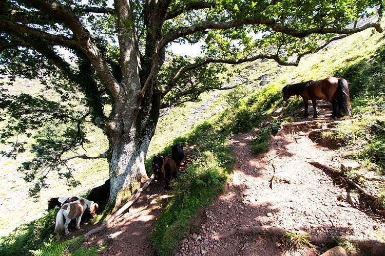 Chevaux semi-sauvages rencontrés lors la randonnée