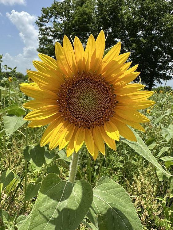 Sunflower Trail Loop
