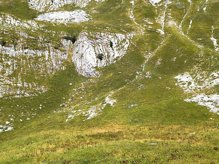 Troupeau de chamois proche du sommet