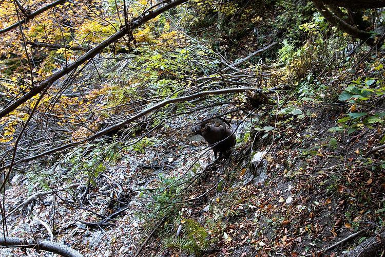 Ein nicht ganz wilder Steinbock!