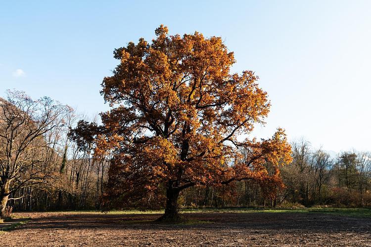 Alte Eiche, über 250 Jahre alt