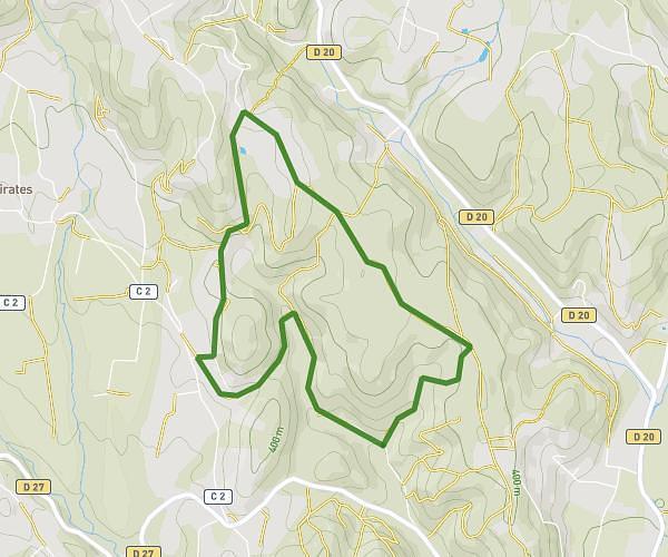 Chatte forêt