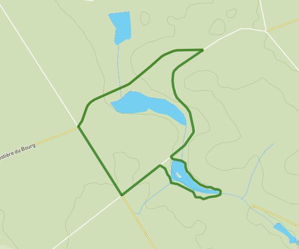 Randonnée forêt 3